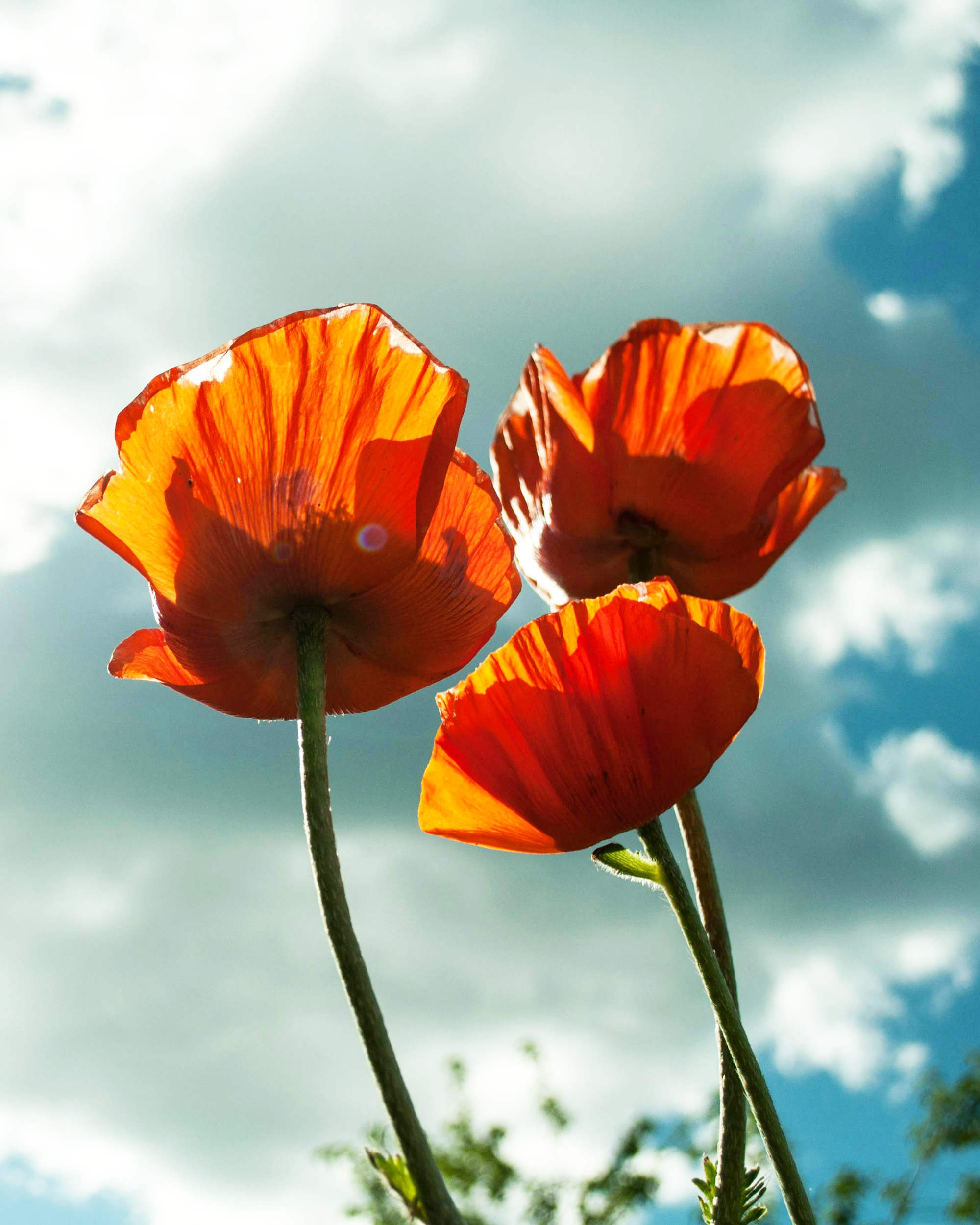 Coquelicots