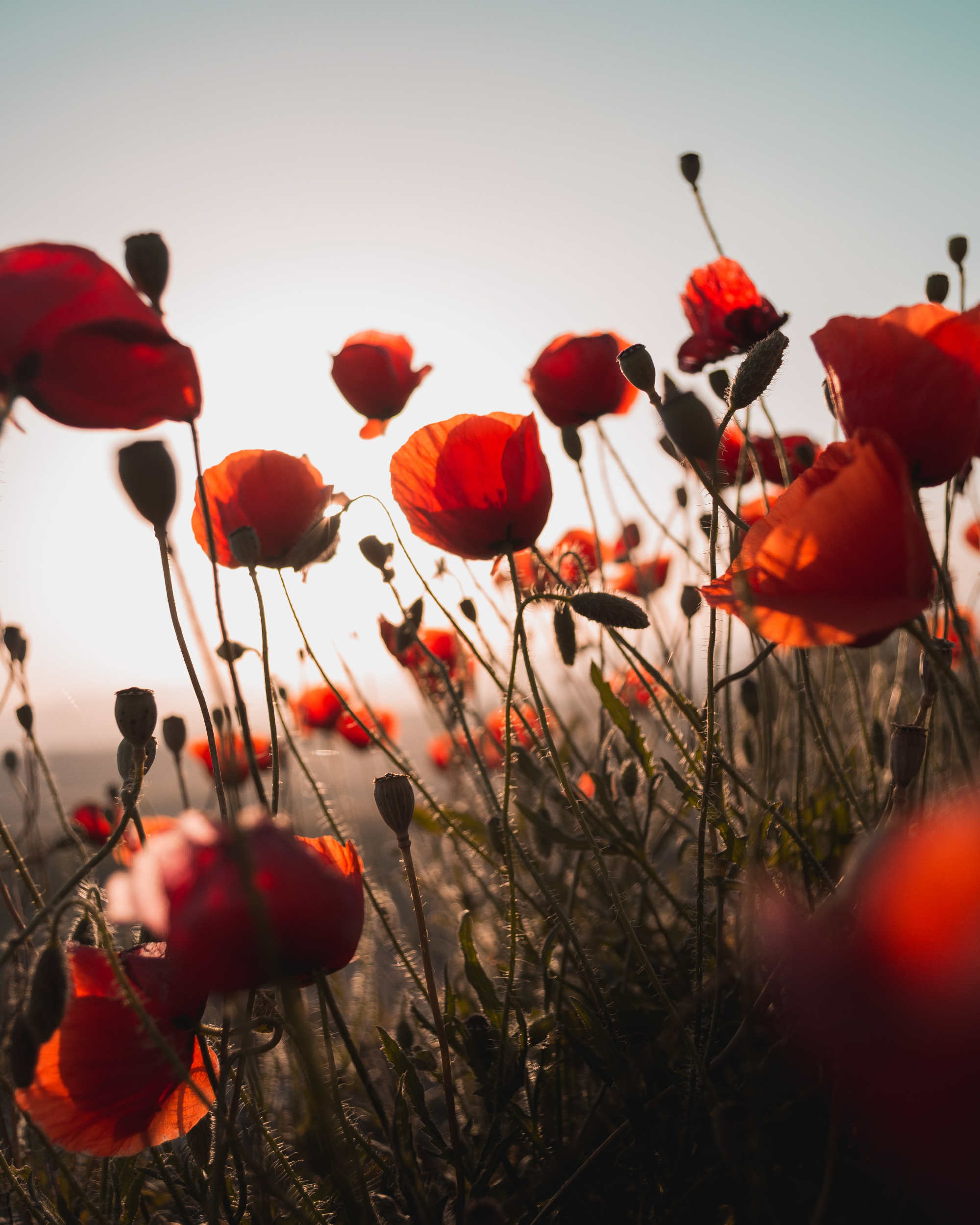 Coquelicots